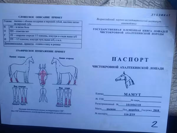 Конь, Ахалтекинская порода