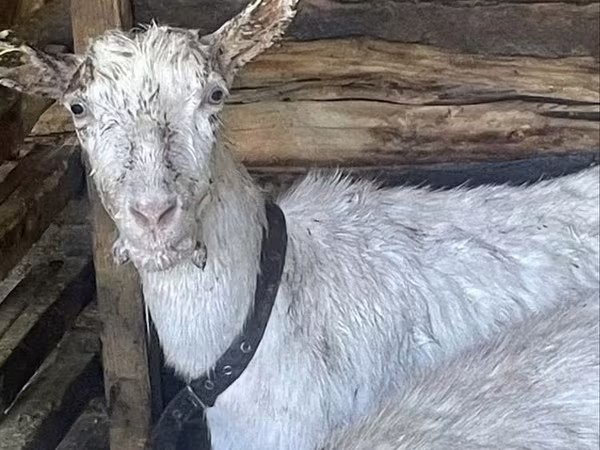 Goat, Saanen goat