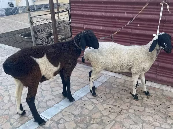 Sheep (batch, sex not specified), Sheep