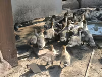 Ducks — foto 6