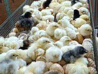 Chickens — फ़ोटो 5