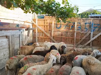 Qoç, Qoyunlar — foto 1