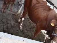 Krava, Simmental cattle — foto 5