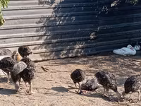 Turkeys — फ़ोटो 5