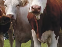 Cattle (batch, sex not specified), Simmental cattle — photo 1