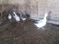 Geese — photo 2