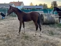 घोड़ा, Dutch warmblood horse — फ़ोटो 8