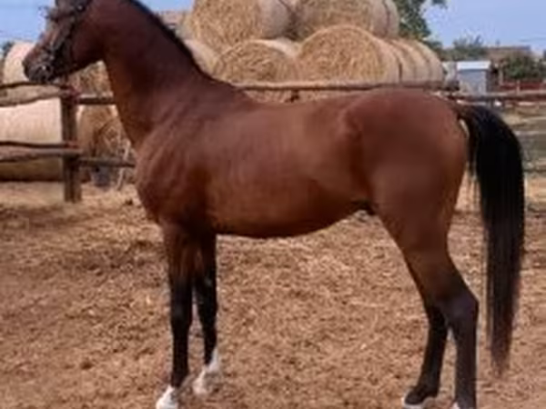 Cavalo, Shagya