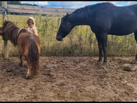 Stute, Appaloosa — Foto 1