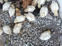 Chickens — foto 2