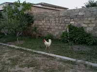 Chickens — photo 4