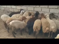 Qoç, Qoyunlar — foto 2