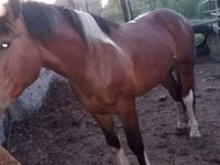 Caballo, Altai horse — foto 3