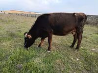 Buğa, Vəhşi jak — foto 1