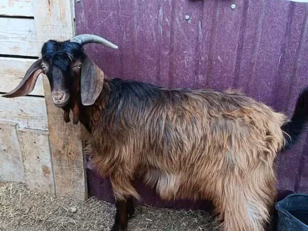 公山羊, Goats