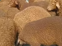 Qoç, Qoyunlar — foto 2