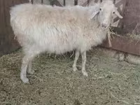 Oveja, Ovejas — foto 4
