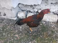 Chickens — photo 6