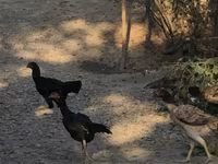 Chickens — الصورة 1