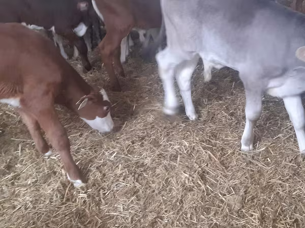 Bulle, Simmental cattle