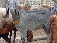 Dişi keçi, Damask goat — foto 1