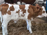 Byk, Simmental cattle — zdjęcie 3