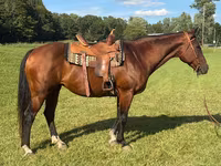 Madyan, Quarter Horse — foto 1