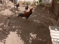 Chickens — foto 8
