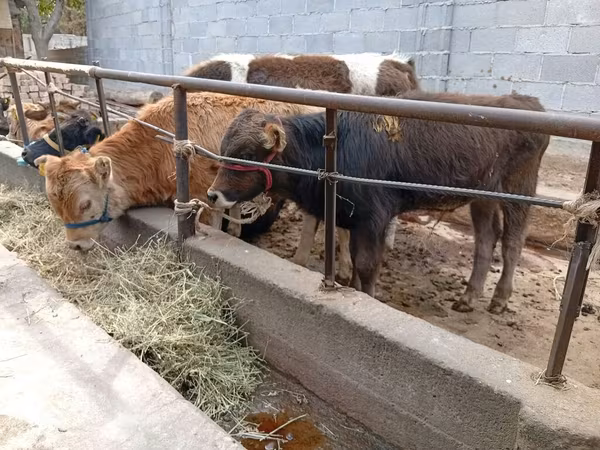 Býk, Swiss cattle