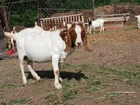 Keçi, Boer goat — foto 4