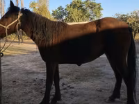 At, Tatar horse — foto 2