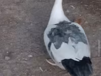 Ducks — Foto 7