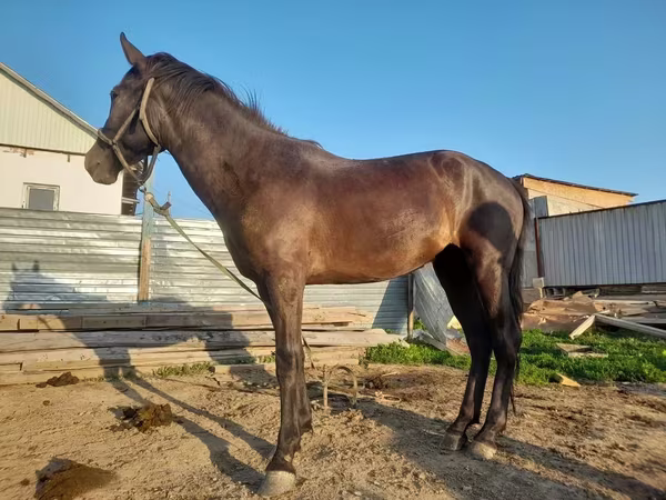 Mare, Horses