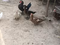 Ducks — photo 1