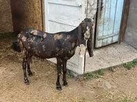 Dişi keçi, Kamori goats — foto 6