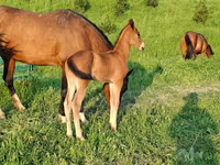At, Akhal-Teke — foto 5