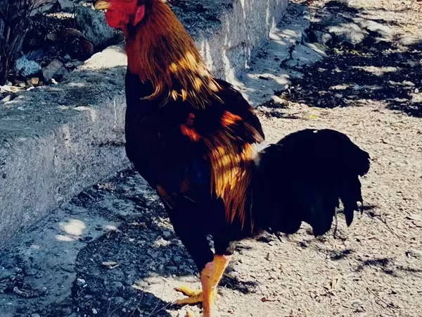 Chickens — Azerbaijan