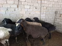 绵羊（批次，未指定性别）, Sheep — 照片 4