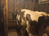 牛只（批次，未指定性别）, Cattle — 照片 4