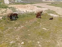 Qoyun, Qoyunlar — foto 5