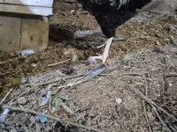 Chickens — الصورة 1