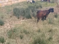 Goats (batch, sex not specified), Goats — photo 4
