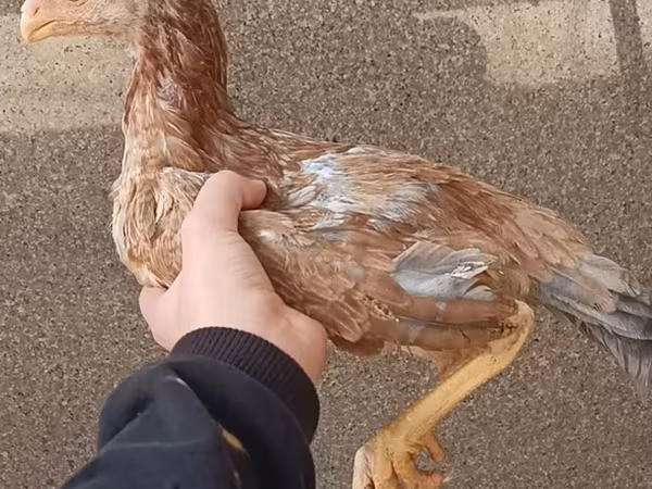 Chickens