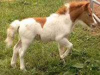 Horse (M), Miniature horse — photo 2