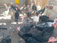 Turkeys — Foto 1