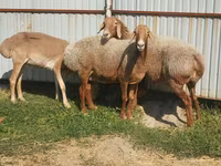 Schaf, Arashan sheep — Foto 3
