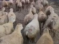 Qoyun, Daglıс sheep — foto 1