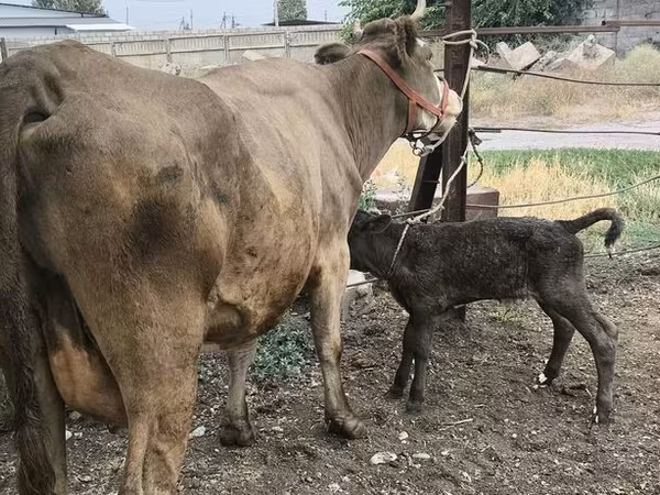 Krava, Simmental cattle