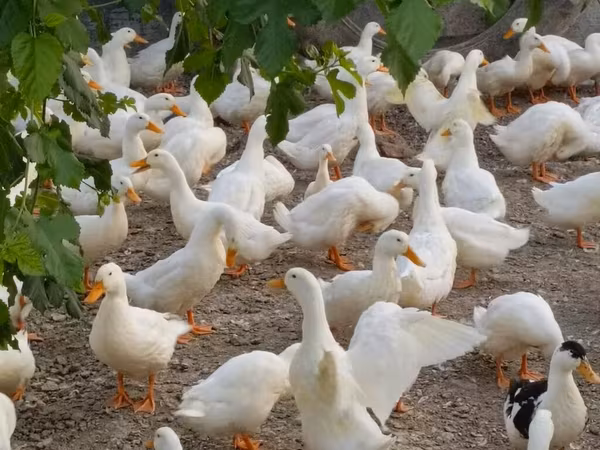 Ducks — Azerbaijan