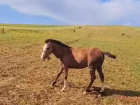 Horse (M), Karabakh horse — photo 2